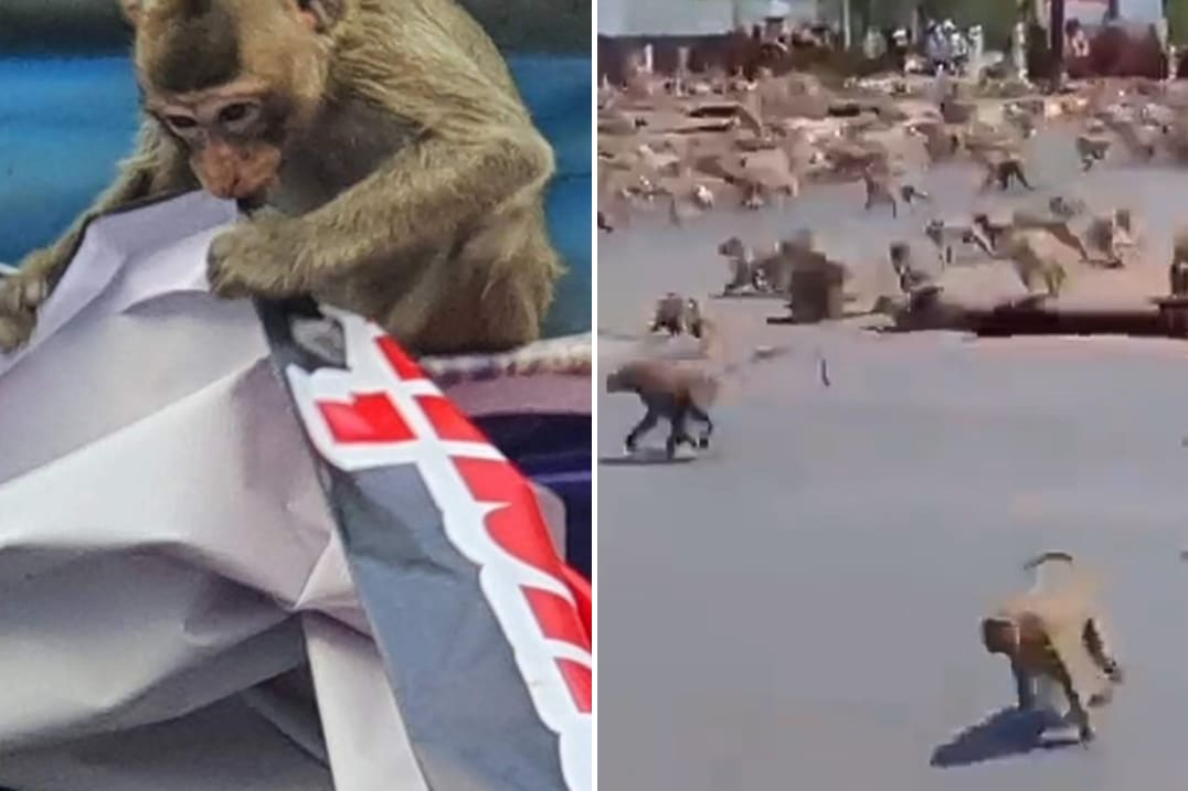 Gangue de macacos na Tailândia assustam moradores locais