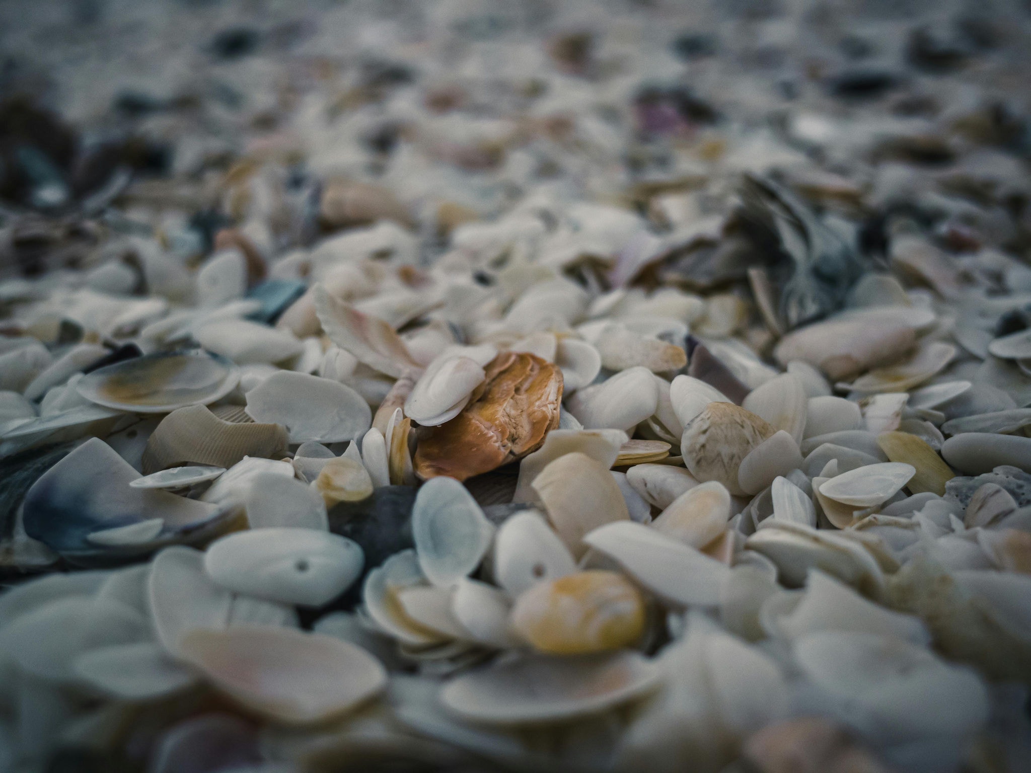 Imagem ilustrativa de conchas do mar
