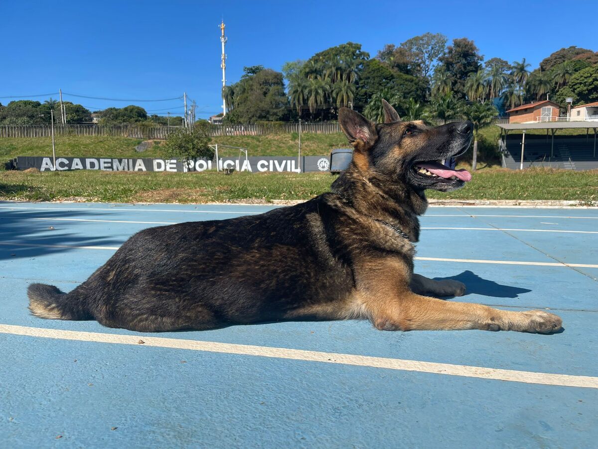 Atualmente são 16 cães da Polícia Civil de Minas Gerais, que atuam por todo o estado