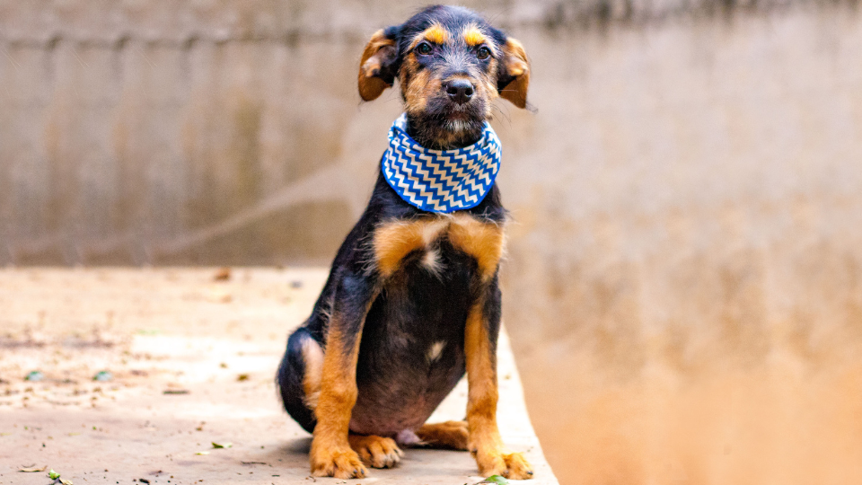 Bernardo, de nove meses, é um dos cães que recebeu apoio da Cãoviver e aguarda ser adotado 












