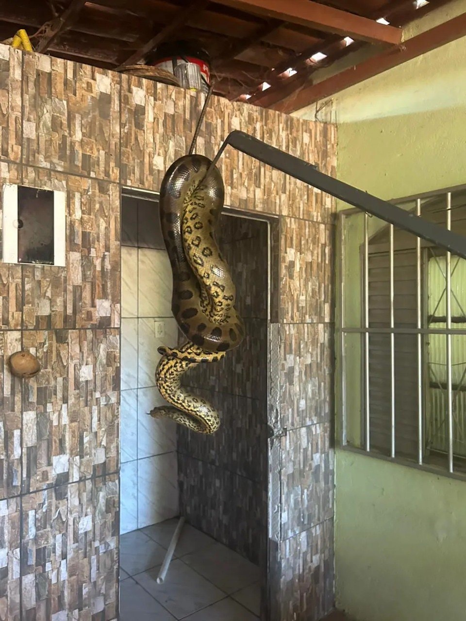 Cobra sucuri é encontrada dentro de casa em MG  