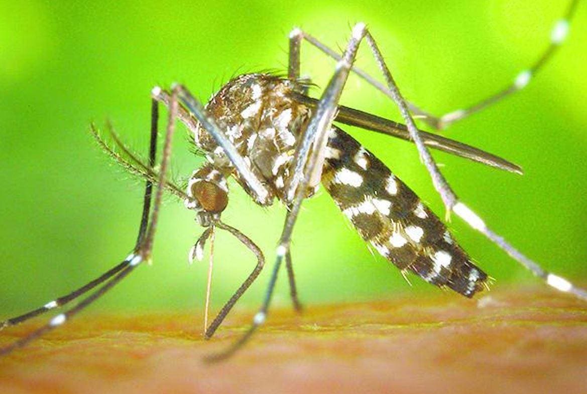 Método “Wolbachia” busca combater o mosquito Aedes aegypti