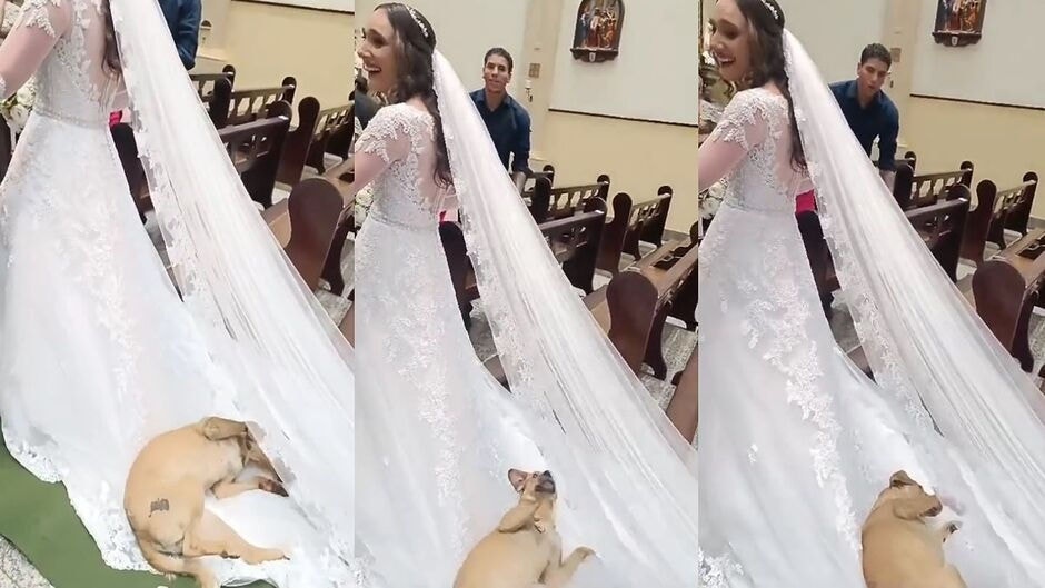 Cachorro caramelo invade cerimônia de casamento