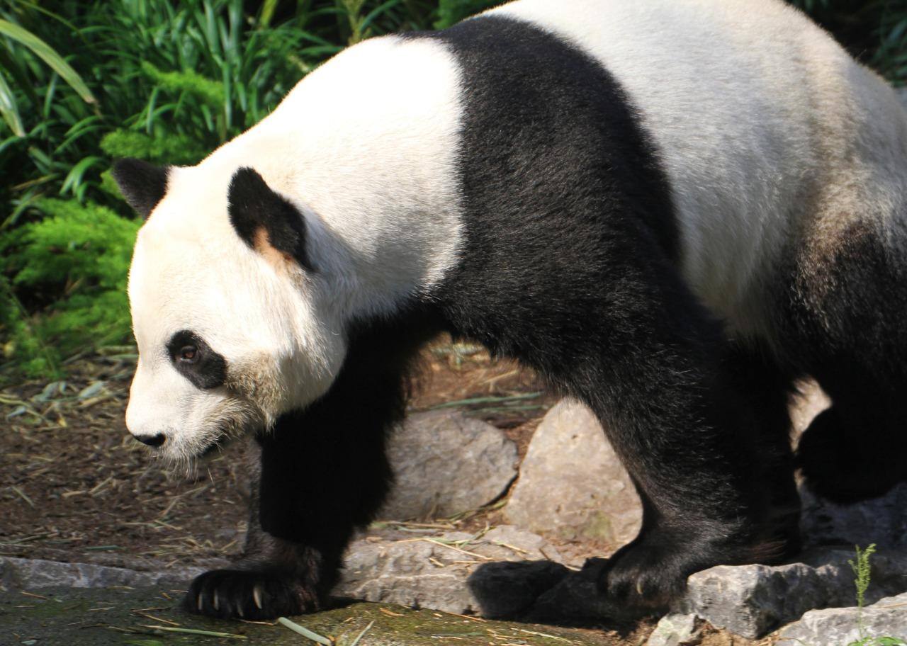 Panda fêmea Er Shun