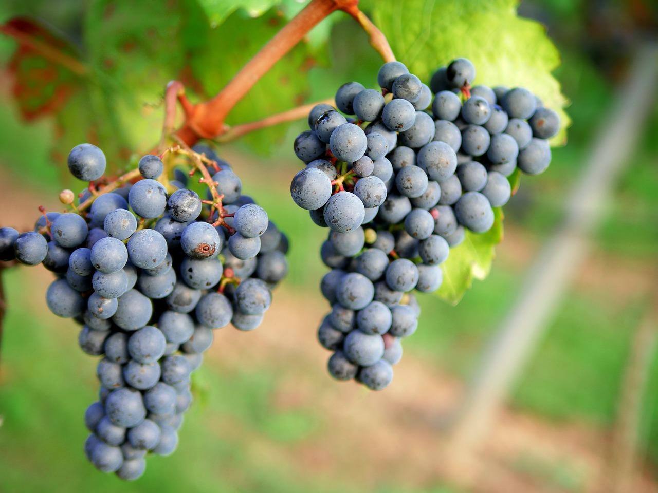 O processo de fabricação do vinho, que envolve fermentação, favorece a extração de resveratrol e de outros compostos bioativos da uva