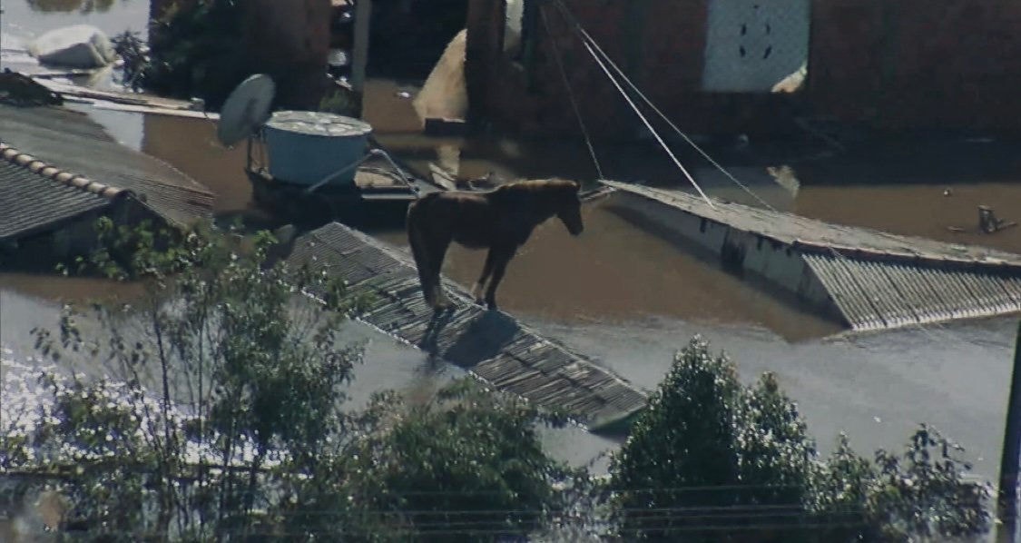 Helicóptero da TV Globo filmou o cavalo em cima do telhado