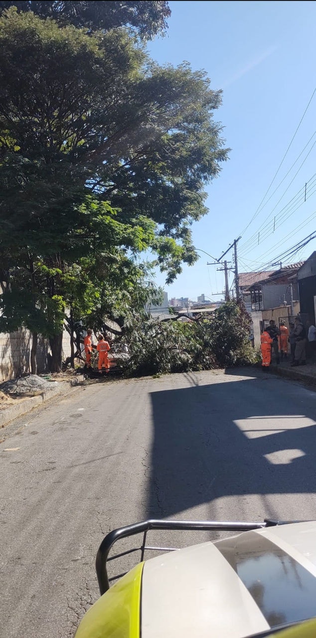 Árvore caiu em carro no bairro Riacho das Pedras