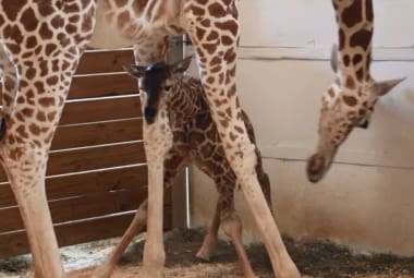 Nascimento de girafa é transmitido ao vivo no YouTube