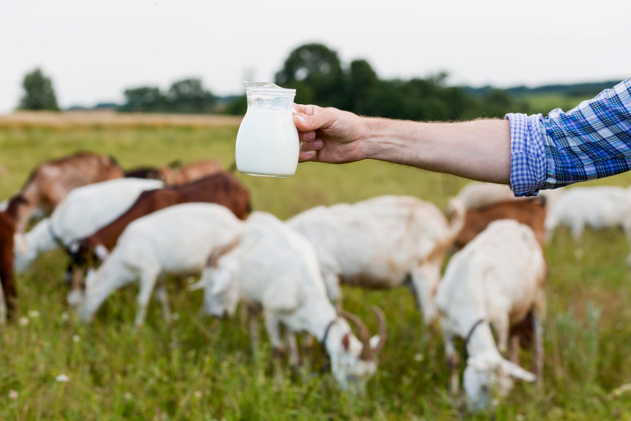 Pesquisa vai definir qualidade e propriedades dos leites de cabra e ovelha