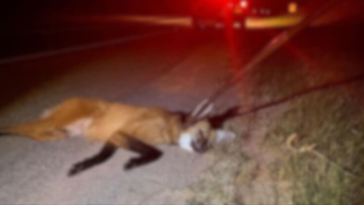 Lobo-guará ferido em estrada de MG 
