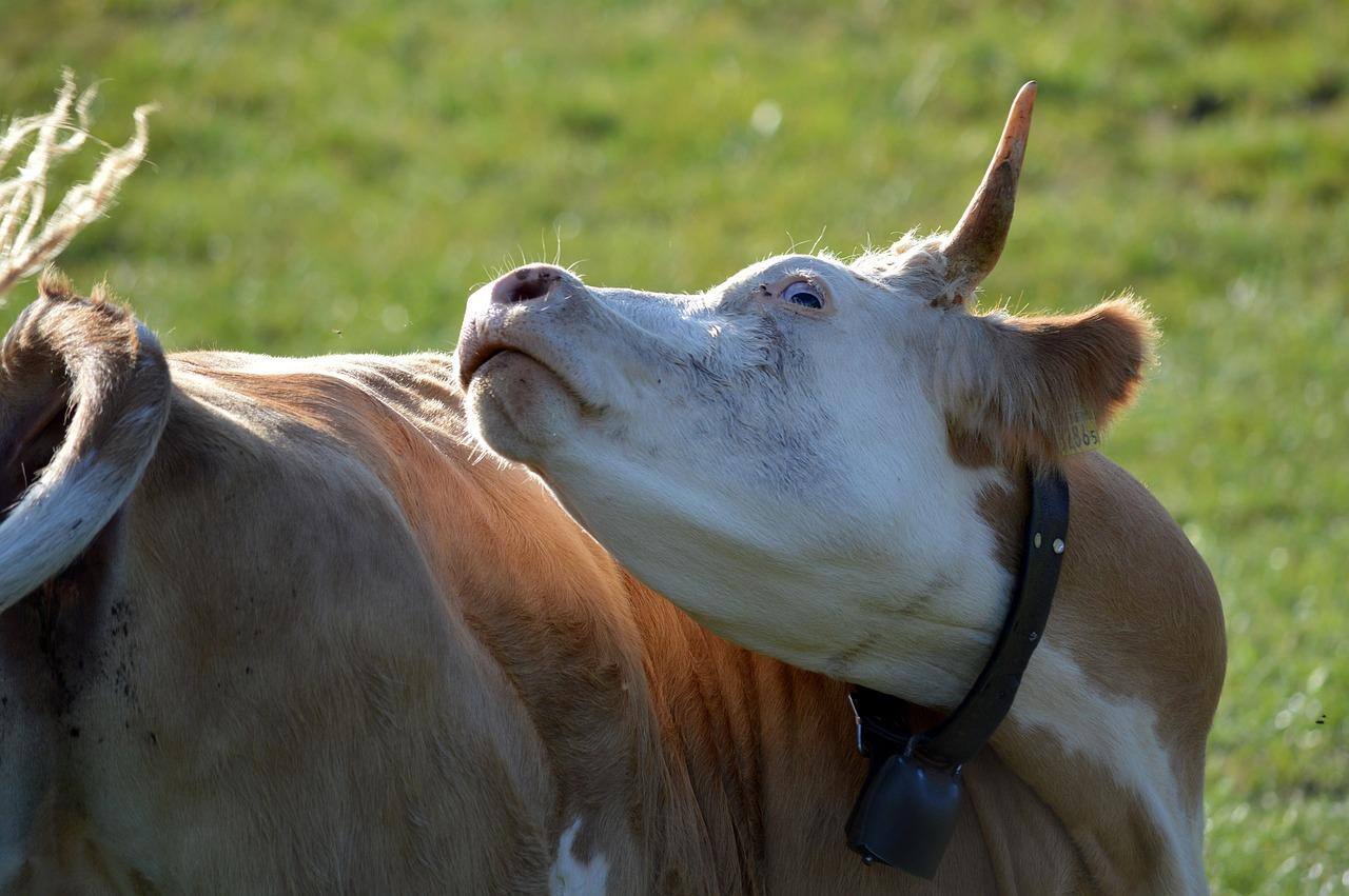 Vaca Louca