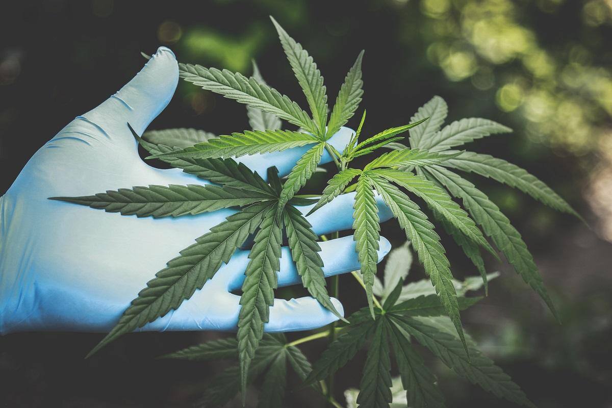 maconha - Cannabis - Alemanha