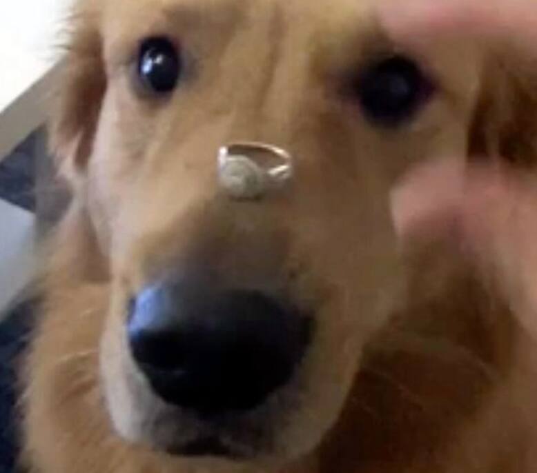 O cachorro nos poucos segundos em que o anel ficou em seu focinho