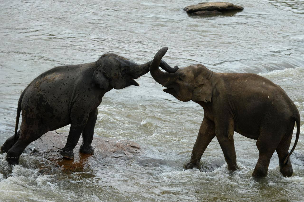 Elefantes tomam banho no Sri Lanka