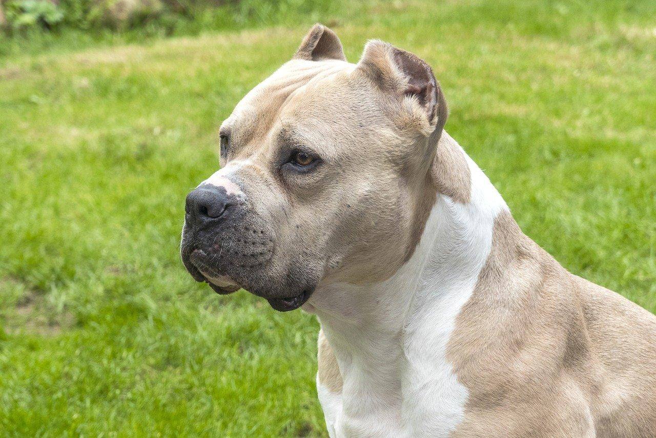 Lei estadual prevê que donos de Pitbull, Rottweiller e Doberman registrem os cães e usem contenção na rua