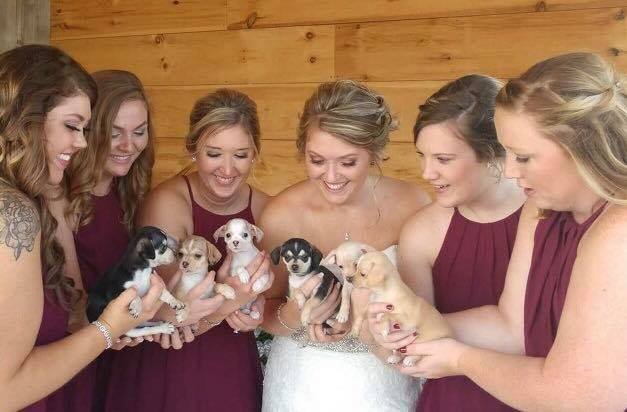 Cachorros em casamento