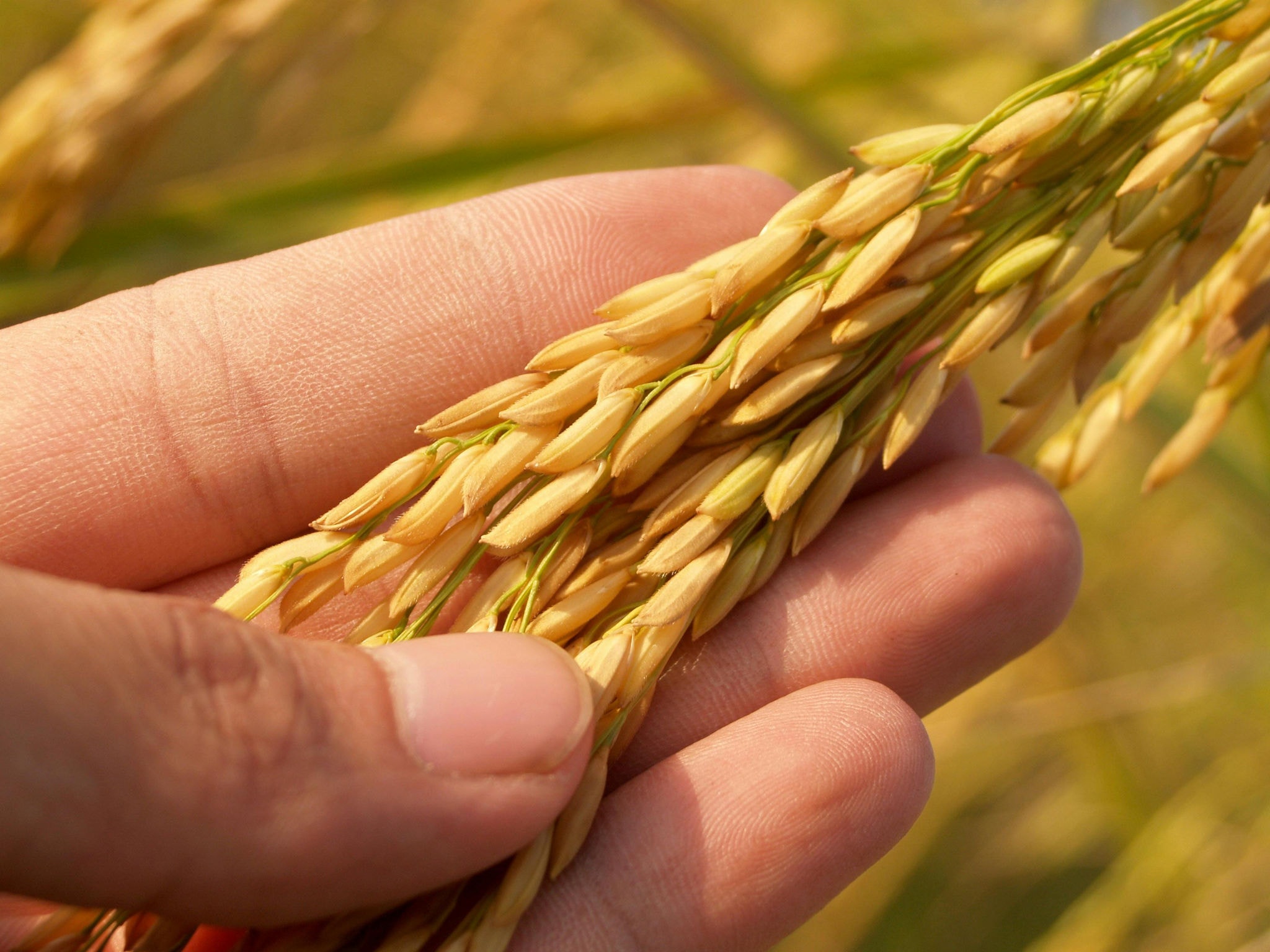 Imagem ilustrativa de uma plantação de arroz