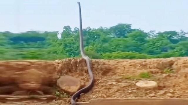 cobra-real índia
