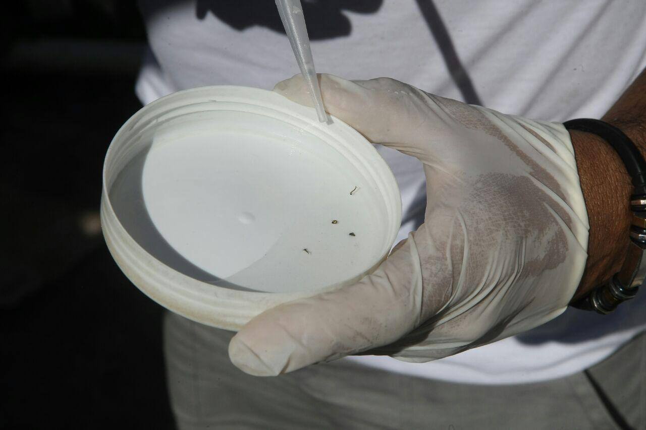 AEDES001jpg