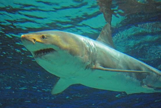 Ataques de tubarões são comuns no Brasil