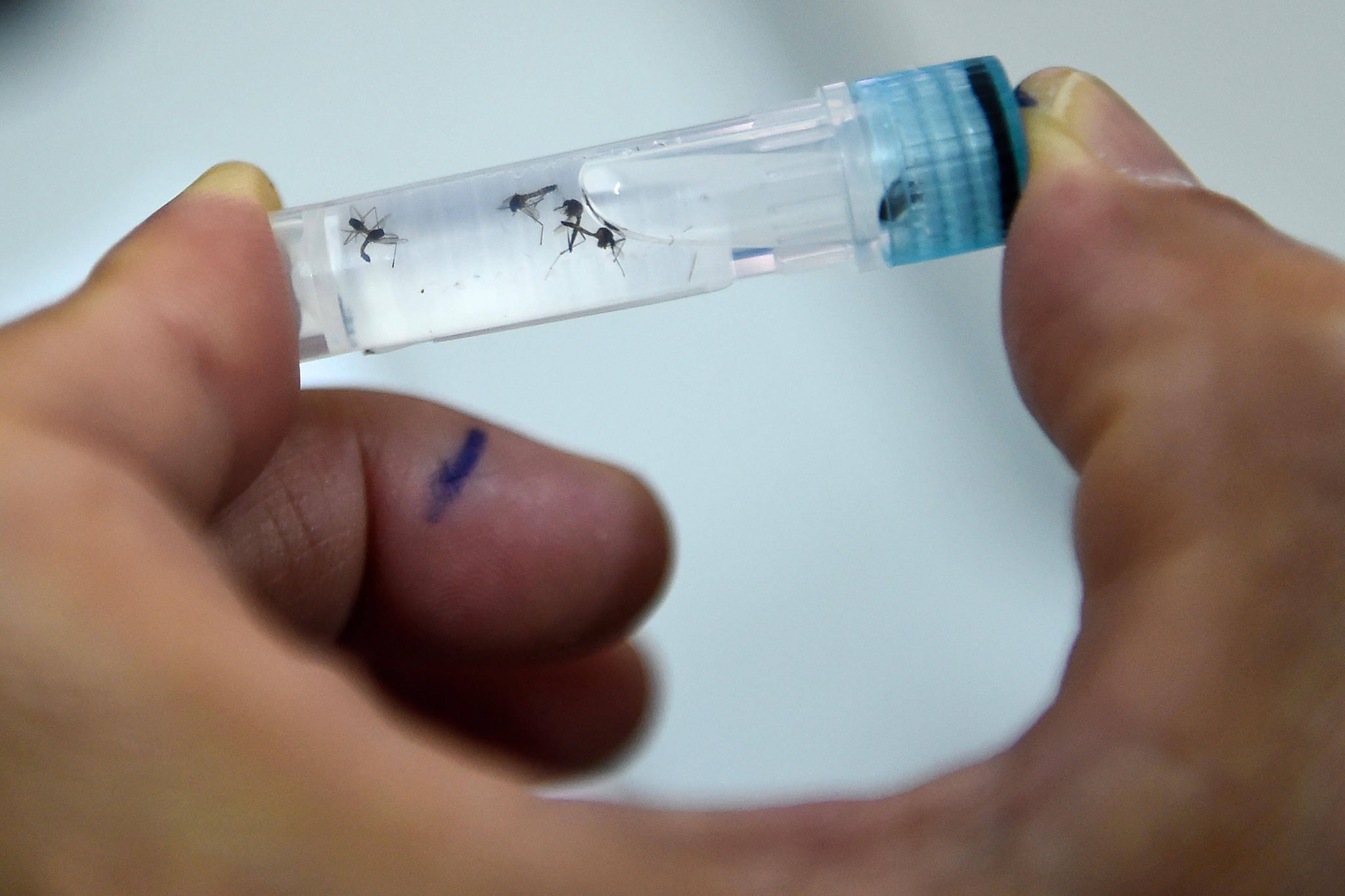 DOUNIAMAG-VIETNAM-SINGAPORE-MALAYSIA-PHILIPPINES-HEALTH-DENGUE-S