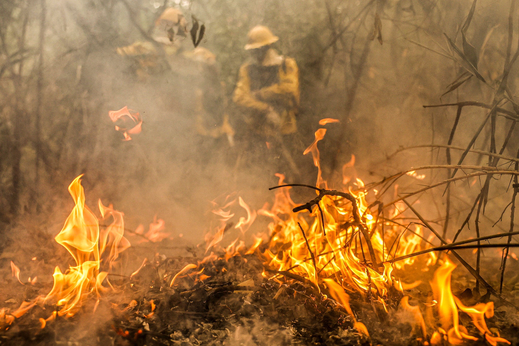 Incêndios criminosos no Pantanal em 2024 causaram grandes prejuízos ambientais ao bioma