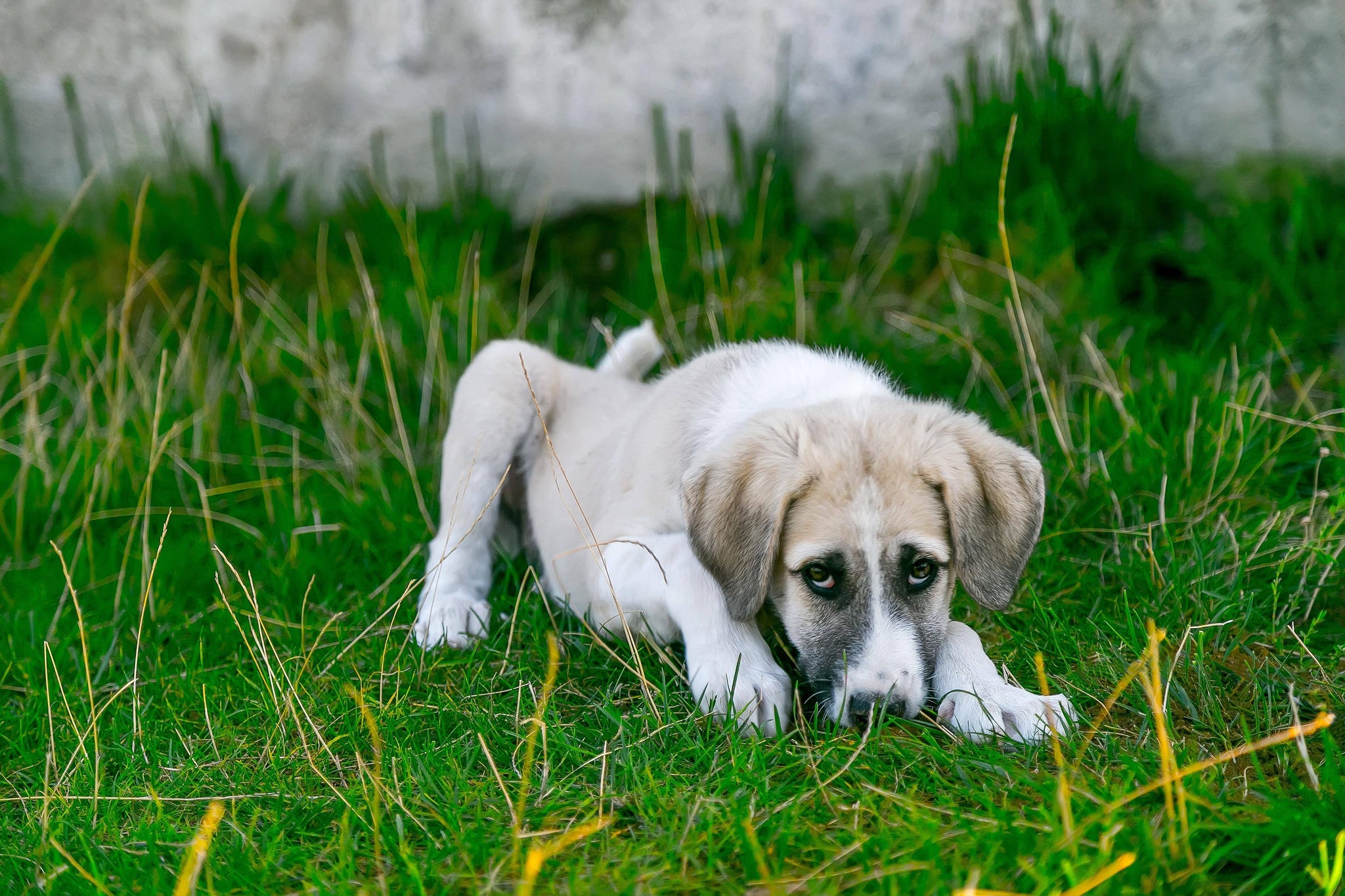 Leishmaniose canina  Cao se cocando 