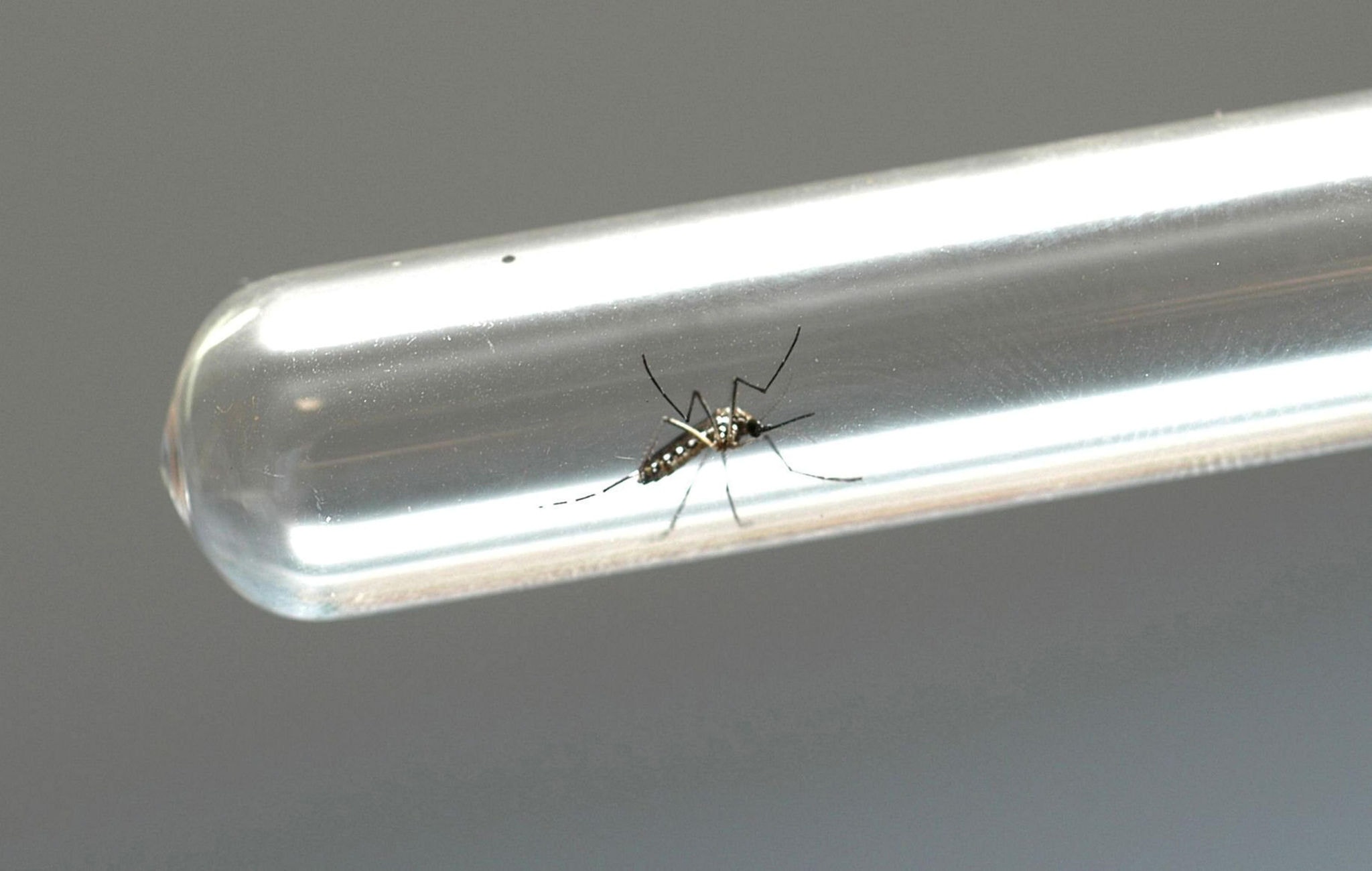 Mosquito infectado com bactéria Wolbachia reduz capacidade de o inseto transmitir a doença, dizem especialistas