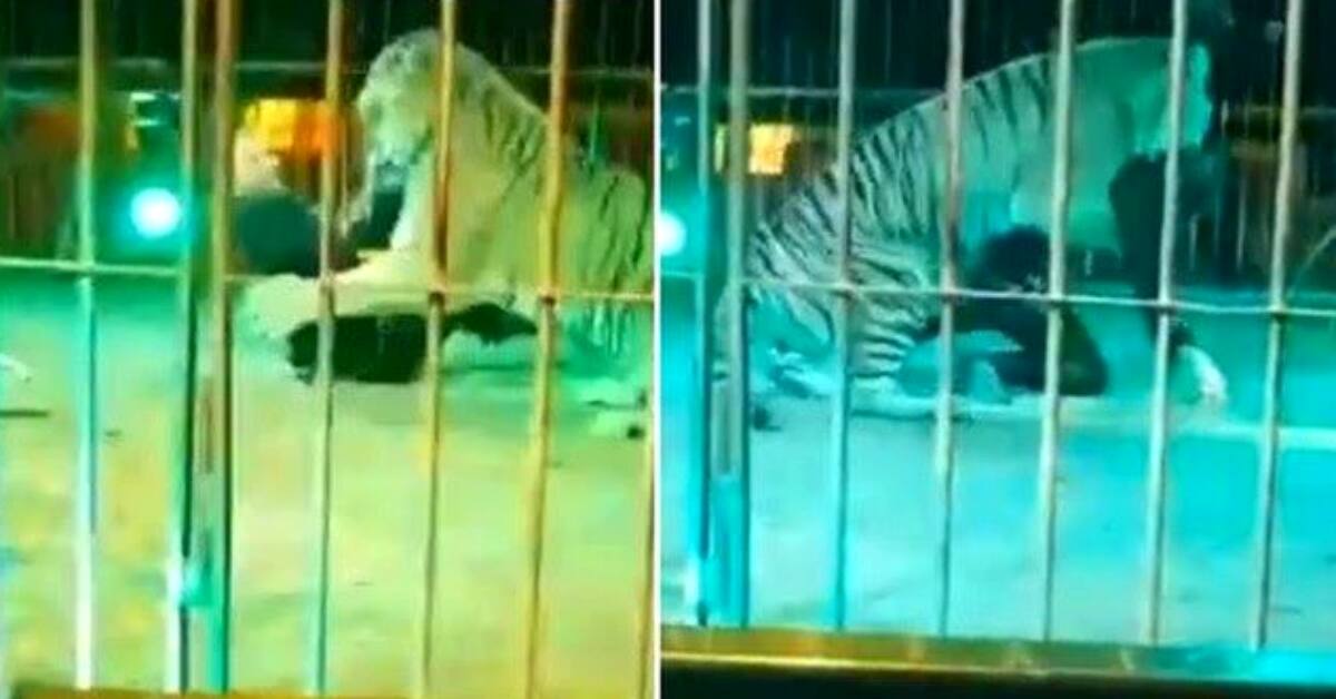Depois de ser atacado por tigre, homem ficou severamente ferido e foi levado para hospital