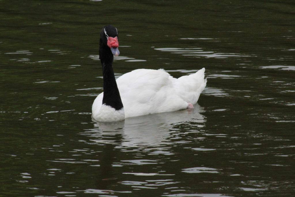 Cisne-de-pescoço-negro-Cygnus-melanocoryphus-Édison-Borges-1024x683jpg