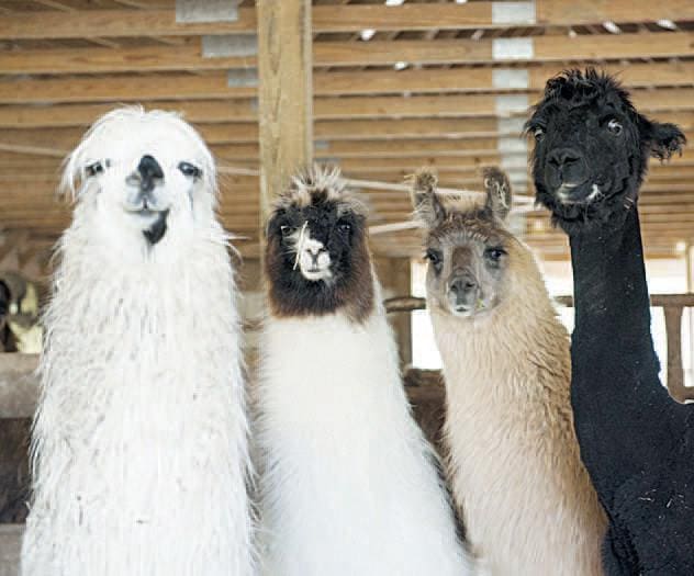 Lhamas