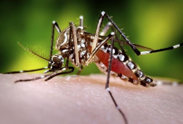Casos prováveis de dengue em Minas quase triplicam em uma semana
