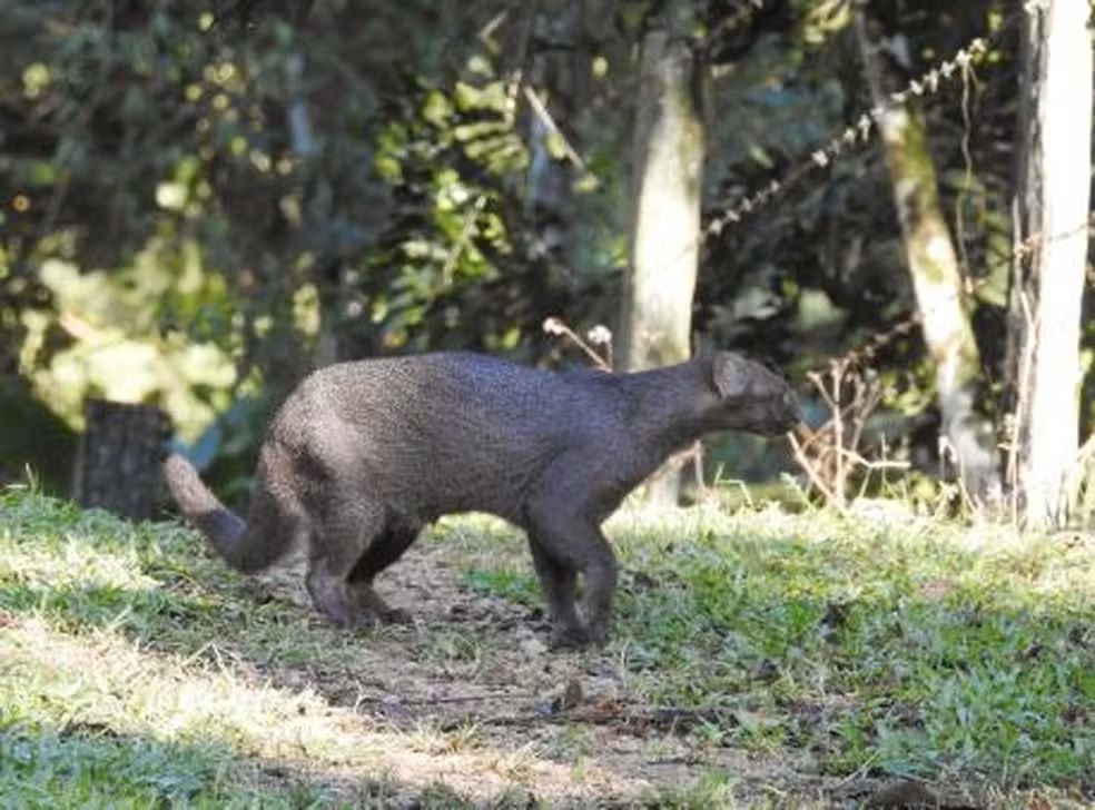Animal foi visto pelo fotógrafo Marcelo Schmidt Roberti no Pico Malwee, em Jaraguá do Sul,