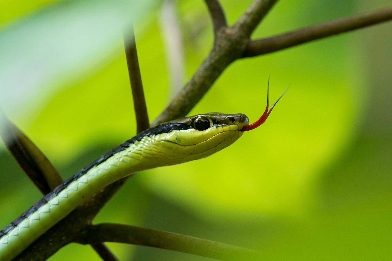 Cobra