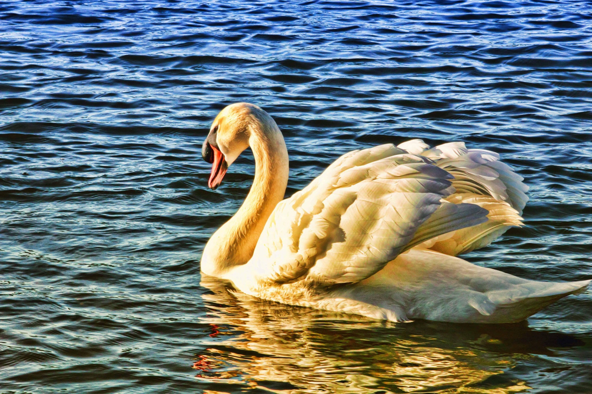 cisne