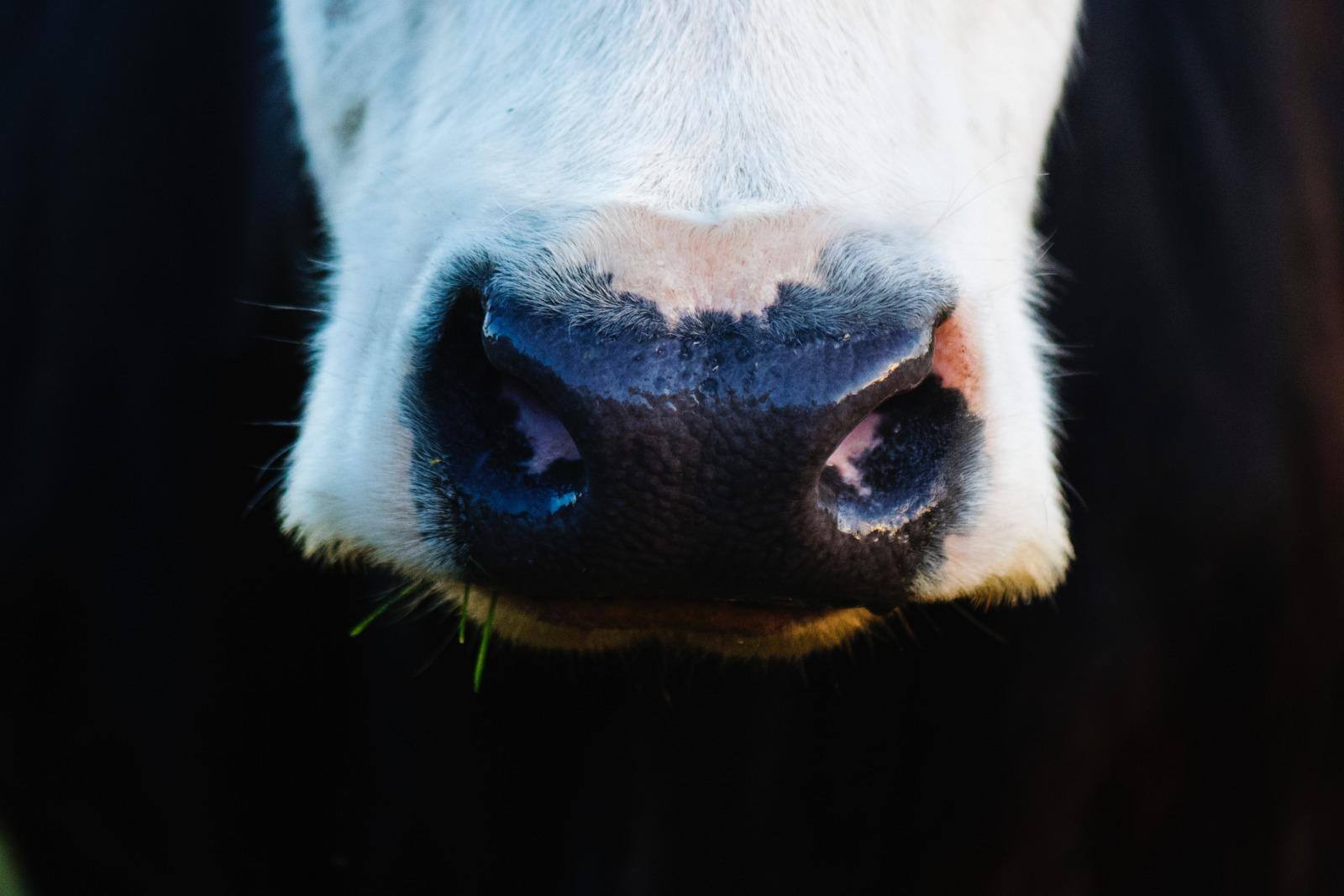 casos de vaca louca no Brasil