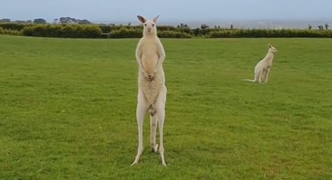 Raríssimo canguru albino
