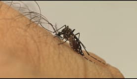Dengue é transmitida por meio da picada do mosquito Aedes aegypti
