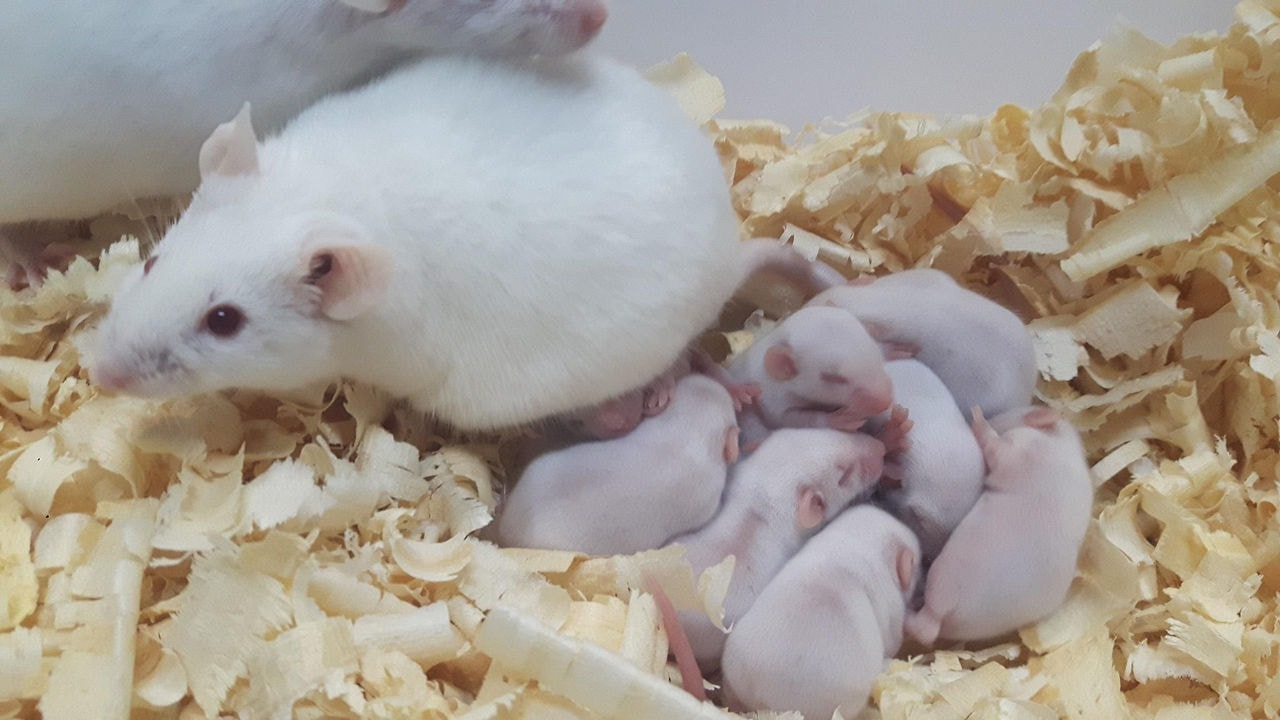 Camundongos