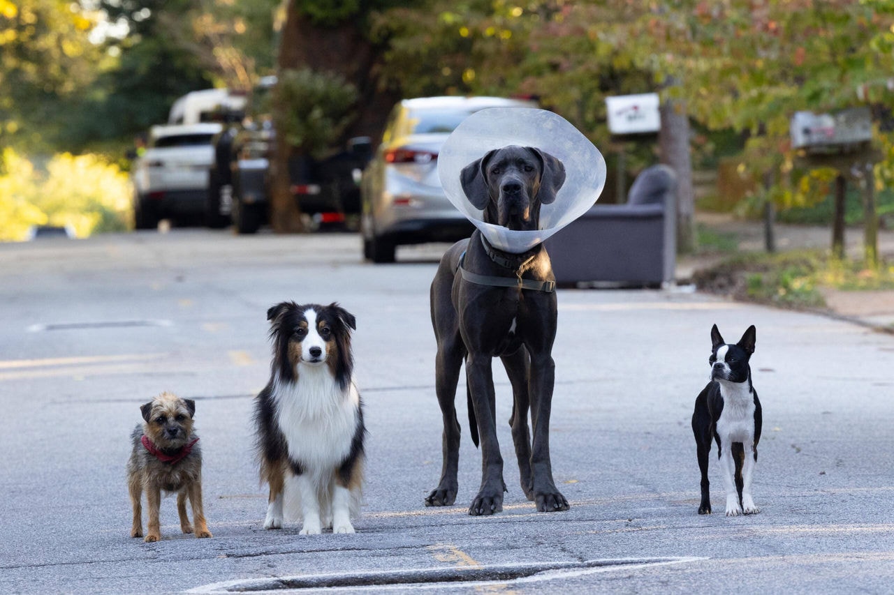 Ruim pra Cachorro: Quem é o elenco de dubladores do filme
