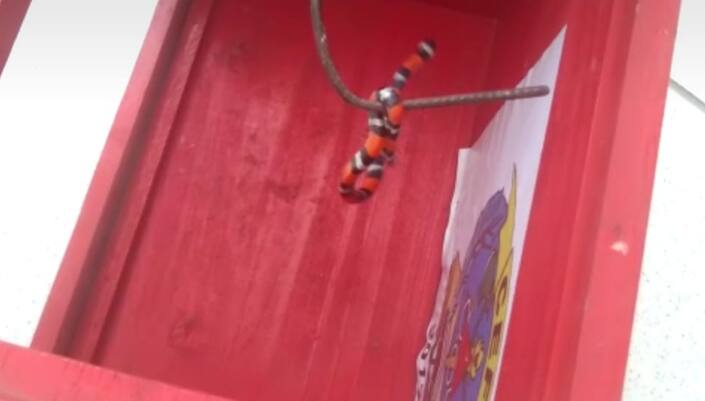 Bombeiros capturam serpente em posto de saúde de Barbacena