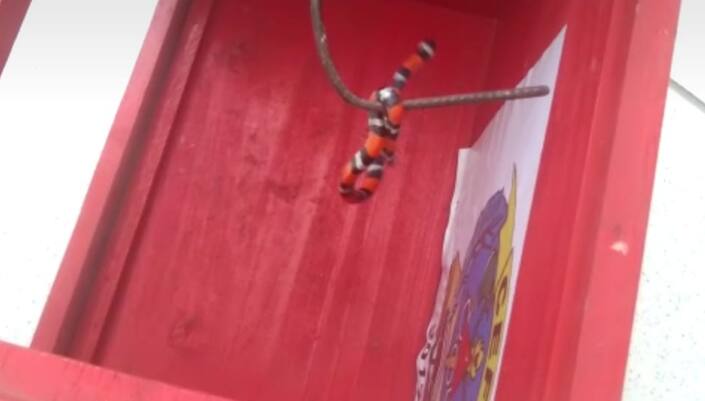 Bombeiros capturam serpente em posto de saúde de Barbacena