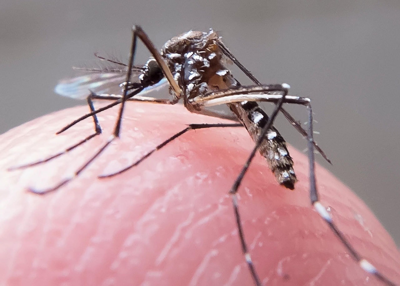 Aedes aegypti