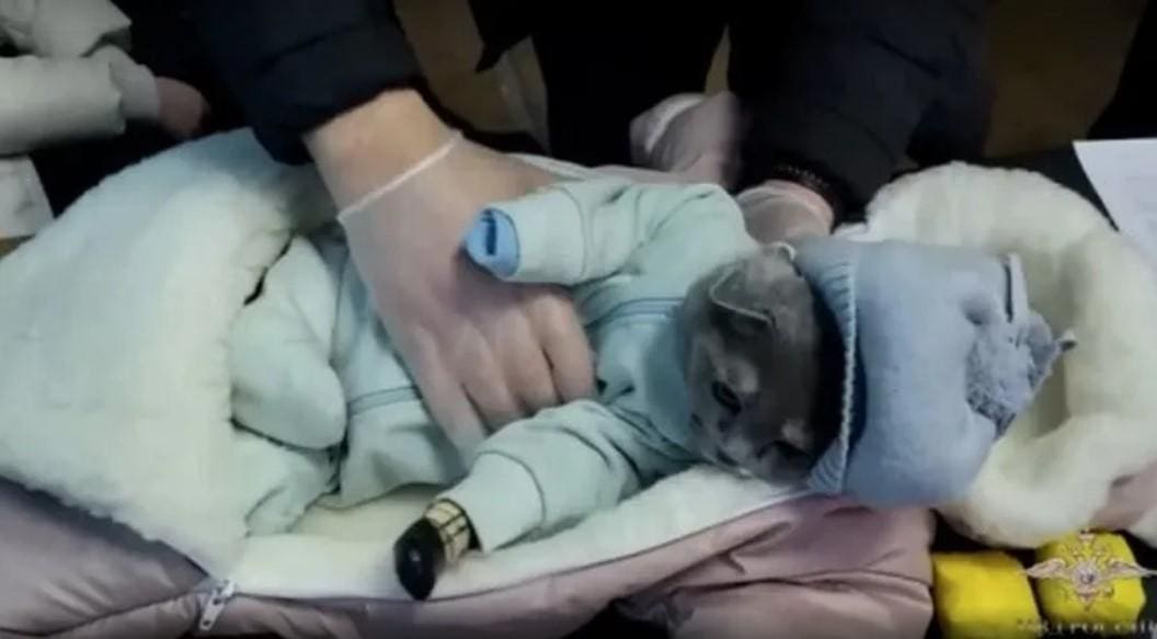 Gato foi encontrado 'fantasiado' como um bebê e com droga escondida no meio das roupas