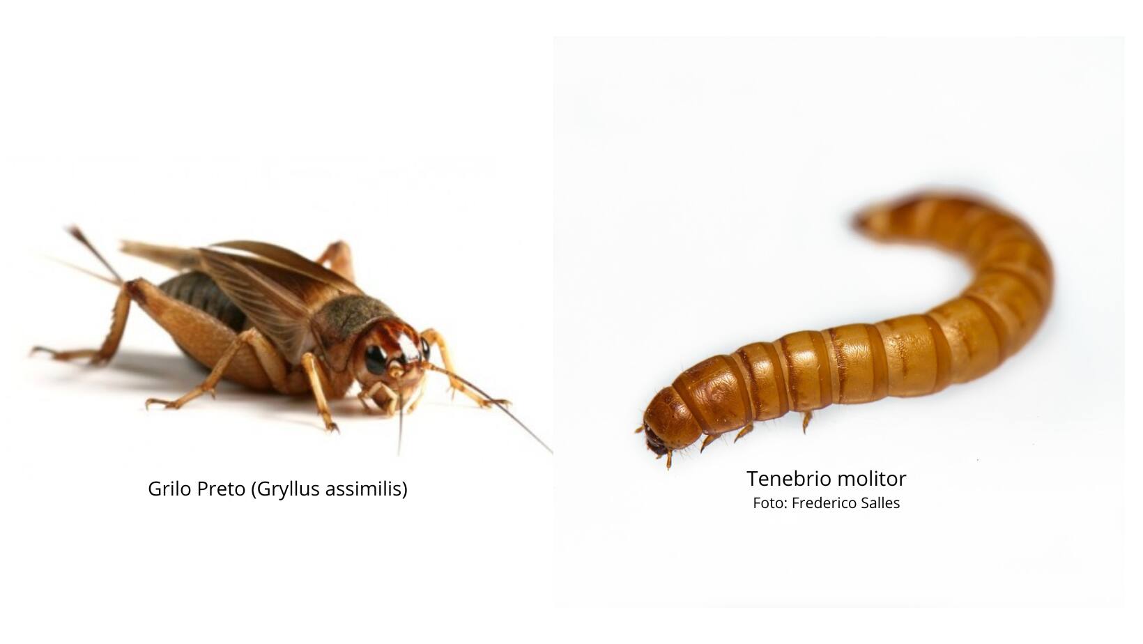 Grilo Preto e Tenebrio Molitor