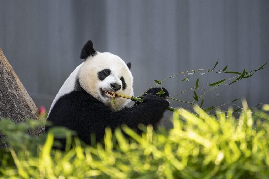 Uma panda gigante, Mei Xiang, em um zoológico de Washington, DC, EUA