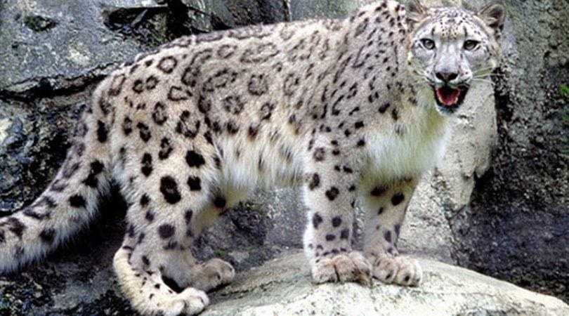Leopardo