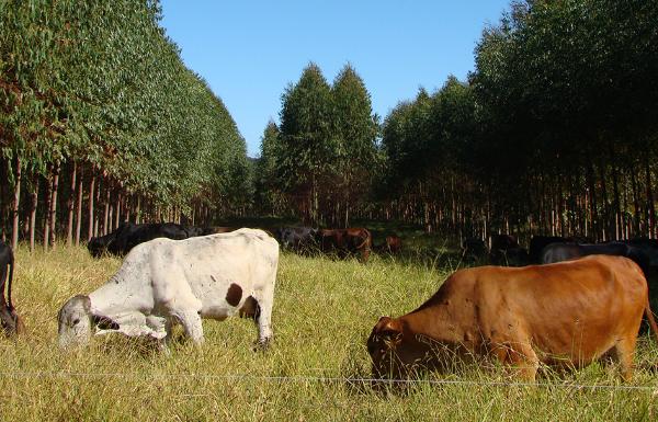 Produção da pecuária é recorde no Brasil 