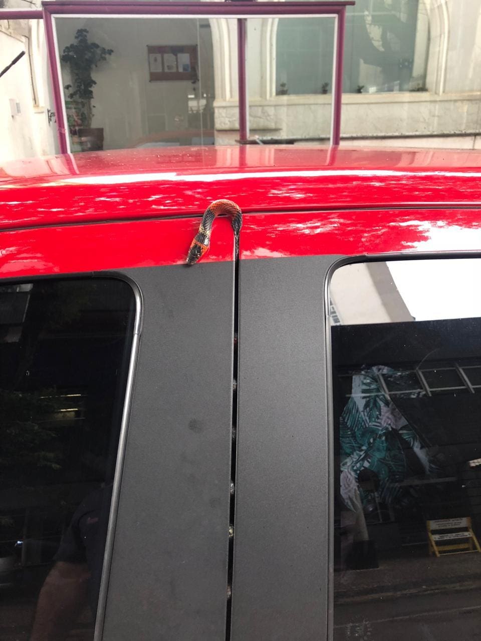 Cobra 'desaparece' dentro de carro e veículo precisa ser desmontado 