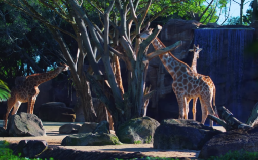 Zoológico do Beto Carrero será extinto após mais de três décadas